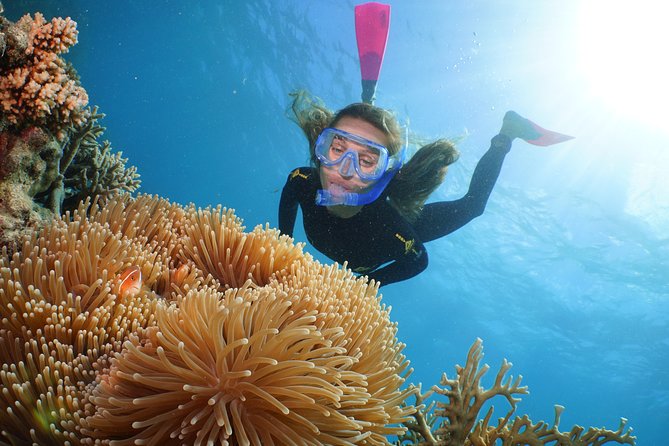 Quicksilver Great Barrier Reef Snorkel Cruise from Port Douglas - Buffet lunch, tea, and what is included