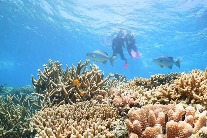 Quicksilver Great Barrier Reef Snorkel Cruise from Port Douglas - Who will get the most from this trip