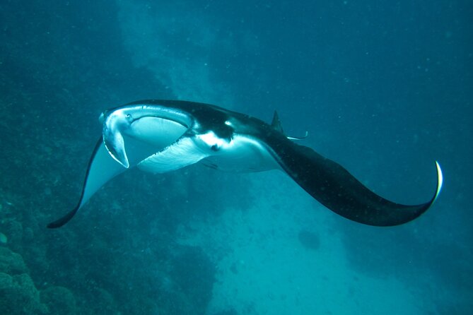 Reef Discovery Luxury Private Snorkeling Lagoon Tour - A private start on Bora Bora’s lagoon