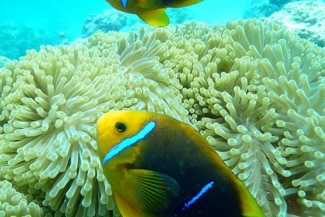Reef Discovery Luxury Private Snorkeling Lagoon Tour - Warm, shallow water made for relaxed snorkeling