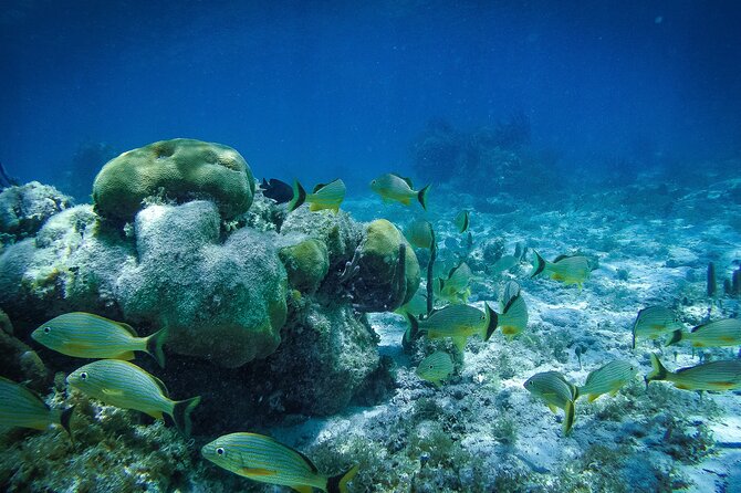 Reef Snorkel In National Park In Puerto Morelos With Lunch And Transportation - The no-sunscreen rule matters