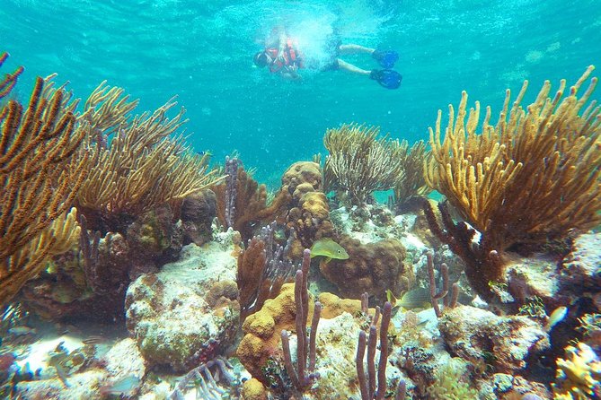 Reef Snorkeling in National Park from Cancun with Beachside Lunch - Should You Book This Puerto Morelos Tour?