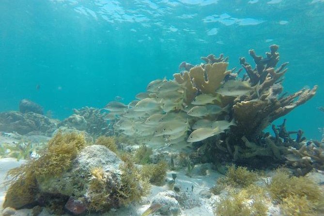 Reef Snorkeling & Jungle Speedboat Adventure with Mayan Ceremony - Who will enjoy this most