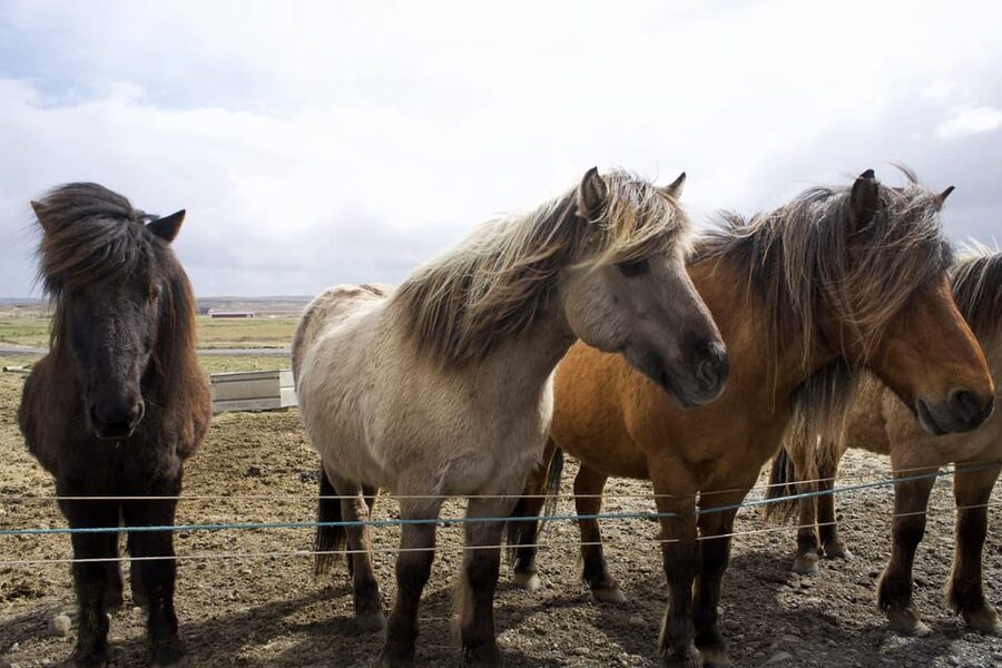 Reykjavik Combo: Horse Riding & Snorkeling in Silfra Fissure - Meeting the Icelandic horses at Laxnes Farm