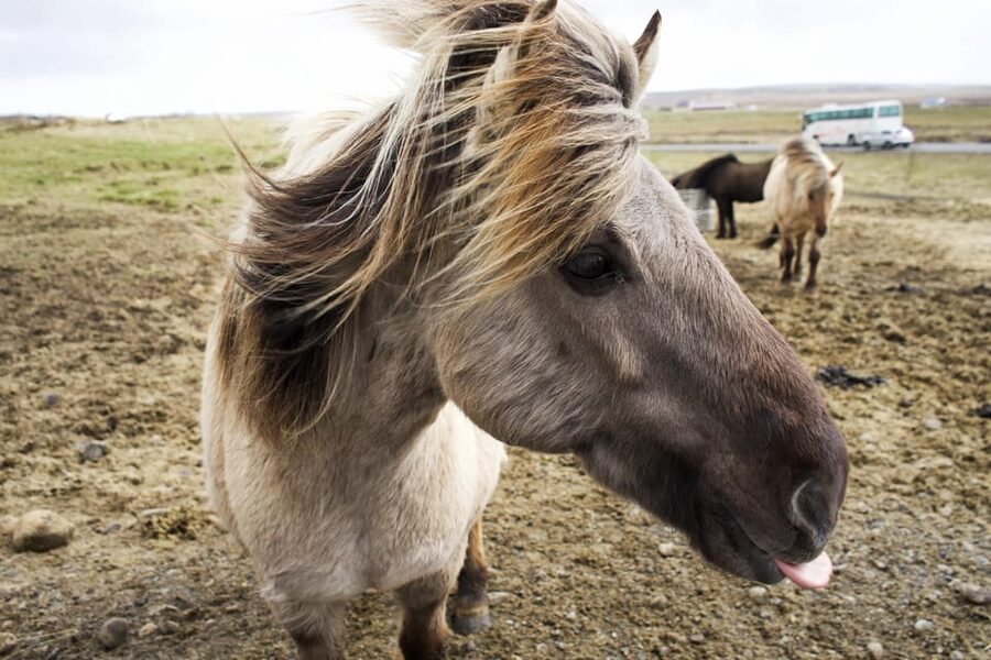 Reykjavik Combo: Horse Riding & Snorkeling in Silfra Fissure - What the horse ride is like for different riders