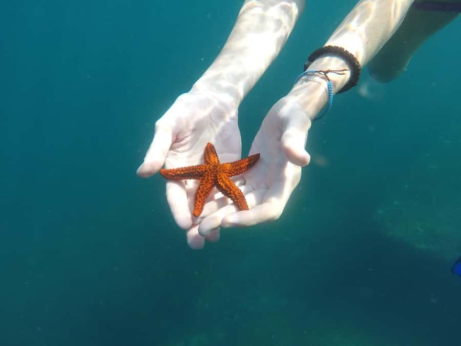 Rio: Snorkel & Swim with Turtles Tour at Tijuca Islands - Seeing Rio from the sea