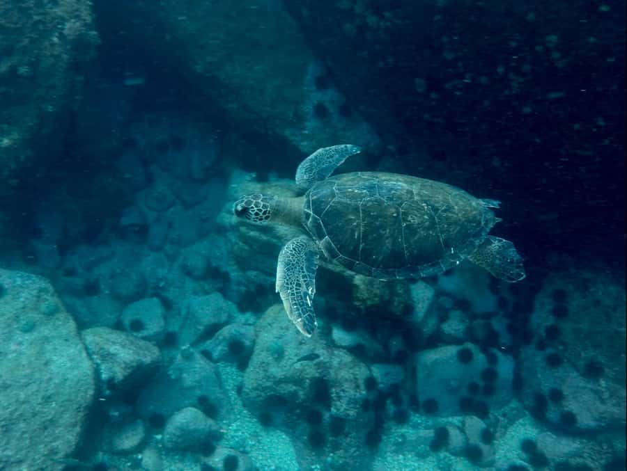 Rio: Snorkel & Swim with Turtles Tour at Tijuca Islands - Timing, comfort, and what to pack