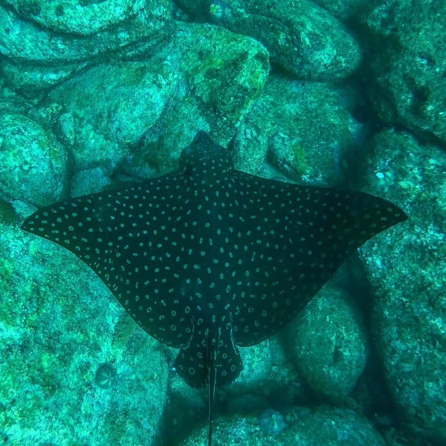 Rio: Snorkel & Swim with Turtles Tour at Tijuca Islands - How this tour compares with a beach morning