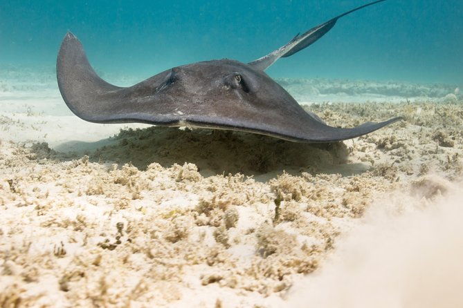 Riviera Maya Luxury Snorkeling Cruise with Lunch and Drinks - Crew service and the feel of the boat