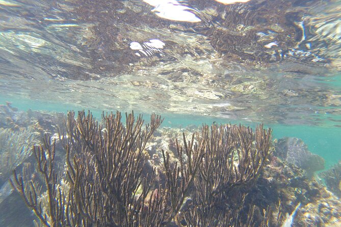 Riviera Maya Snorkeling - What the Included Transport Is Worth