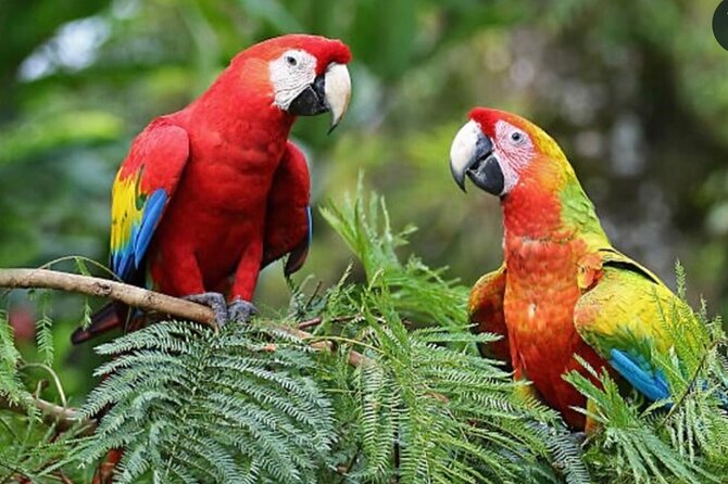 Roatán Private Snorkeling, Wildlife Park, and West Bay Beach - Key points to know before you book