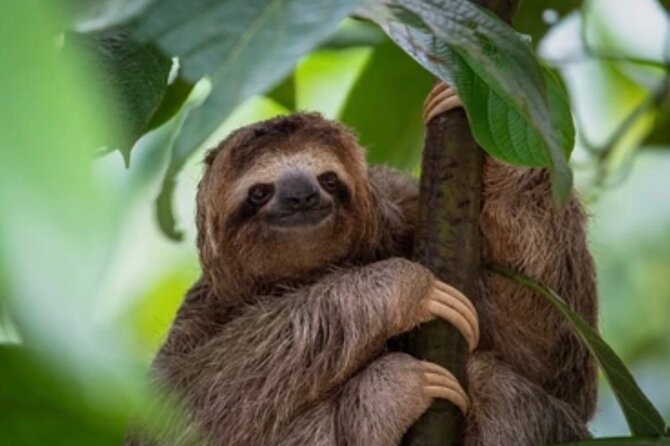Roatán Private Snorkeling, Wildlife Park, and West Bay Beach - Close encounters at the wildlife park
