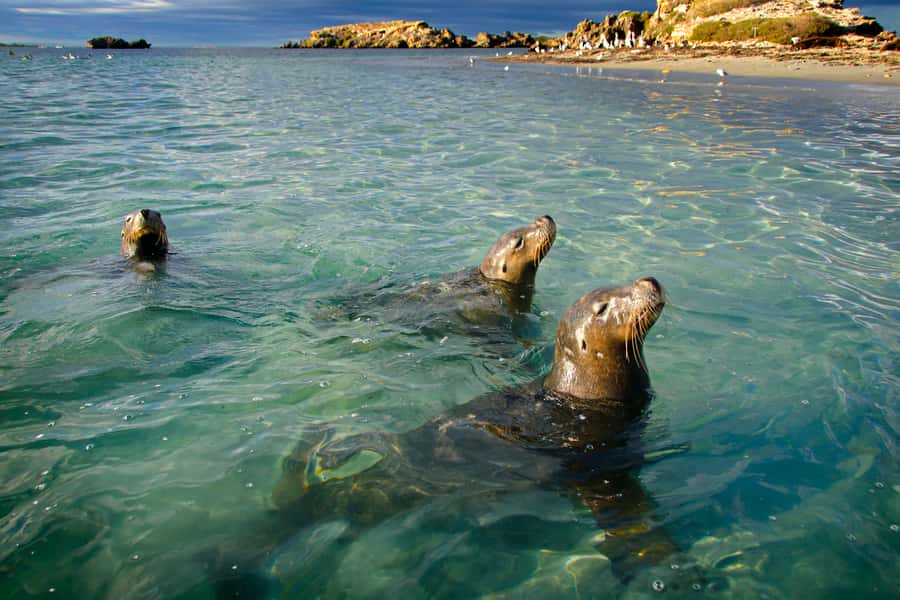 Rockingham: 3 Island Wildlife Snorkeling Cruise with Lunch - Key points at a glance