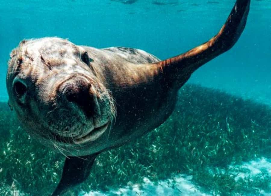 Rockingham: 3 Island Wildlife Snorkeling Cruise with Lunch - A wildlife morning across three islands