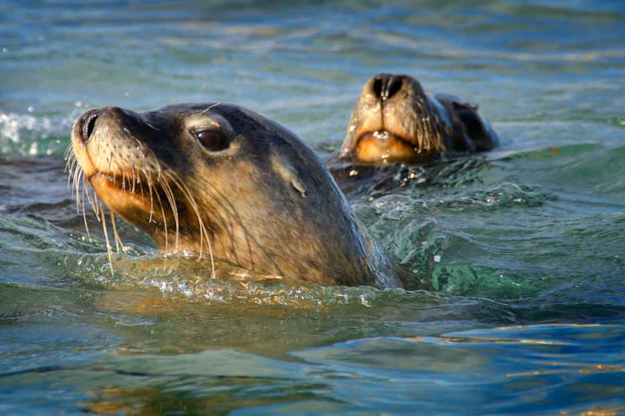 Rockingham: 3 Island Wildlife Snorkeling Cruise with Lunch - Snorkeling near Penguin, Seal, and Bird Islands