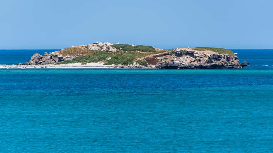 Rockingham: 3 Island Wildlife Snorkeling Cruise with Lunch - Dolphins, birds, and what you can see from the boat