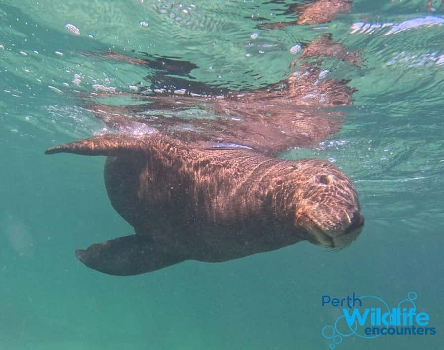 Rockingham: 3 Island Wildlife Snorkeling Cruise with Lunch - Photos, crew support, and the practical value