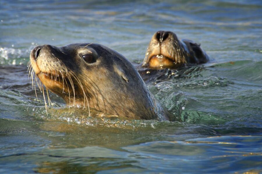 Rockingham: 3 Island Wildlife Snorkeling Cruise with Lunch - Who should book this Rockingham cruise?
