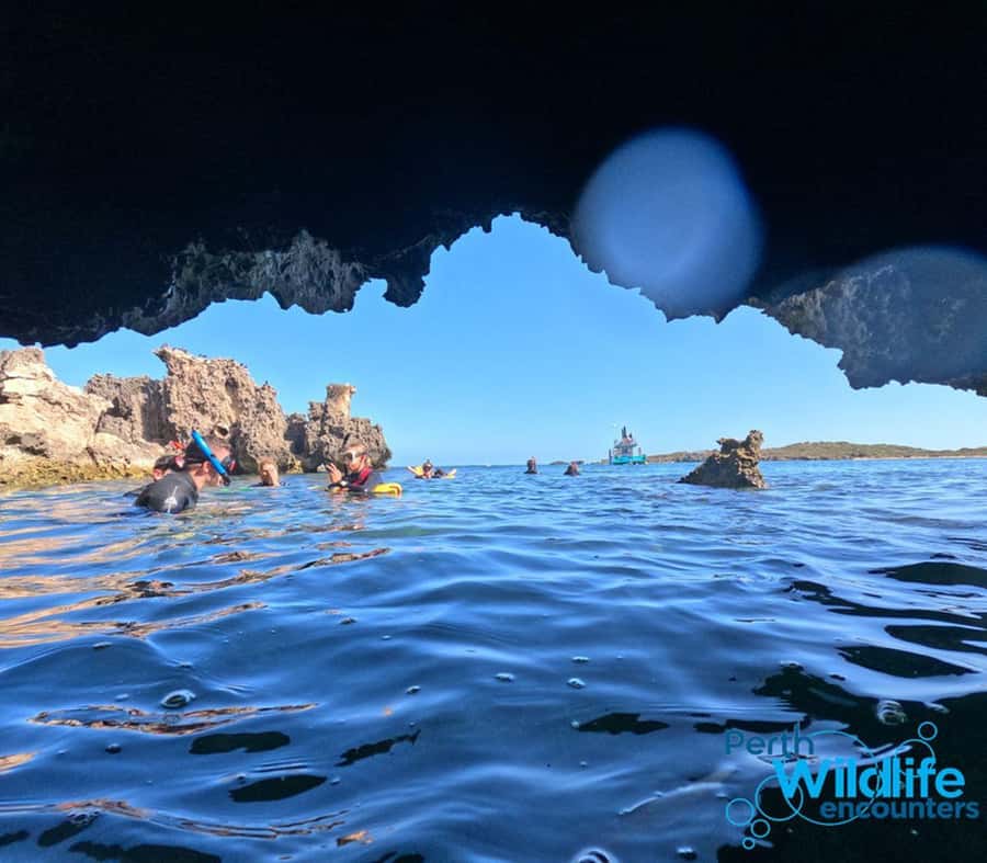 Rockingham: 3 Island Wildlife Snorkeling Cruise with Lunch - Penguin Island and the start of the cruise