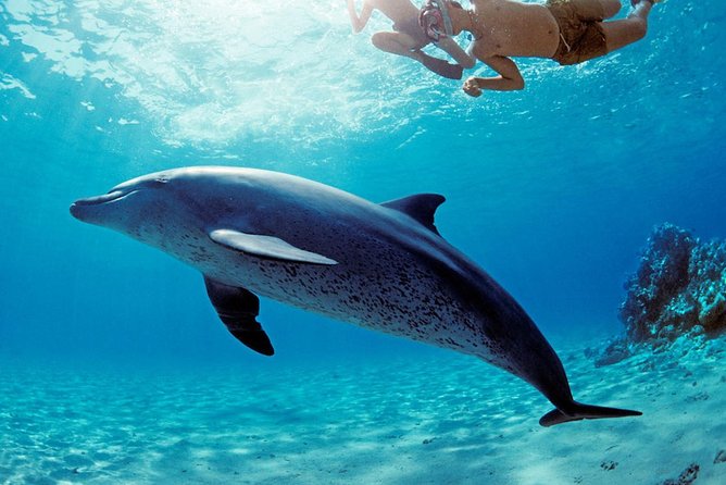 ROYAL Dolphin House & Water Sports Snorkeling Sea Trip - Hurghada - Reaching Dolphin House by boat