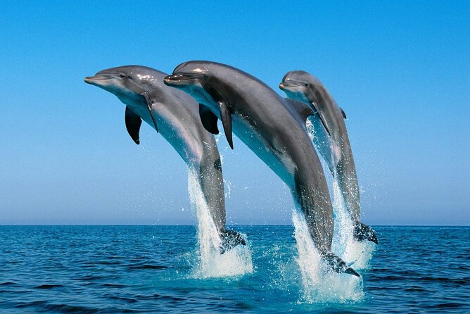 ROYAL Dolphin House & Water Sports Snorkeling Sea Trip - Hurghada - Is $10 good value?