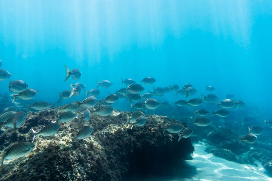 S. Miguel: Snorkeling adventure in Caloura - Caloura’s harbor, pools, and quiet pace