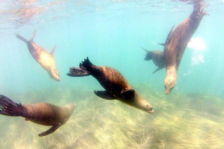 San Diego: La Jolla Cove Guided Snorkeling Tour - La Jolla Cove puts wildlife within arm’s reach