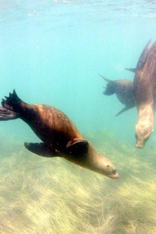 San Diego: La Jolla Cove Guided Snorkeling Tour - Emerald Cove and the route toward the sea caves