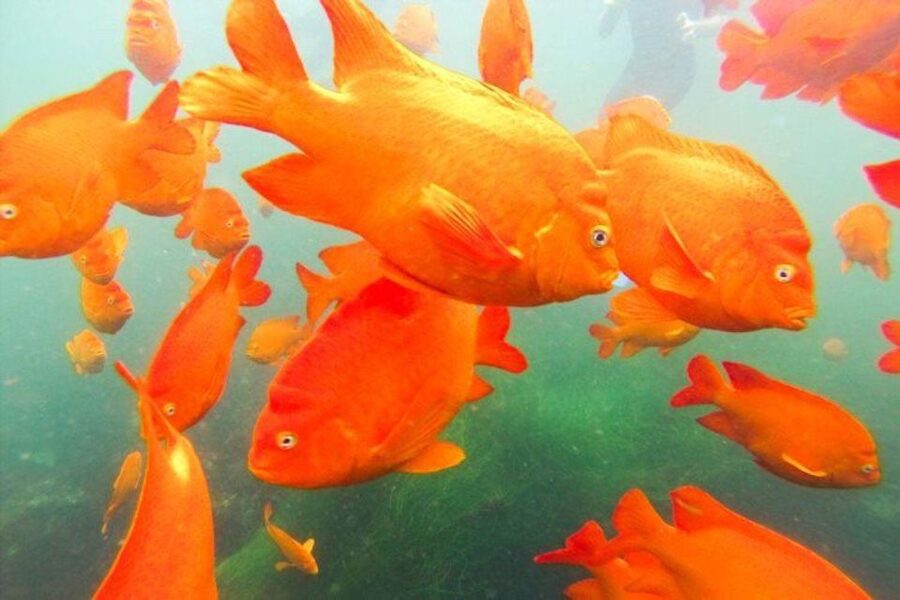 San Diego: La Jolla Cove Guided Snorkeling Tour - Getting fitted with wetsuit and snorkel gear