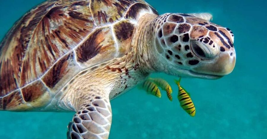 San Domino, Tremiti: guided snorkeling tour - Key points to know before you book
