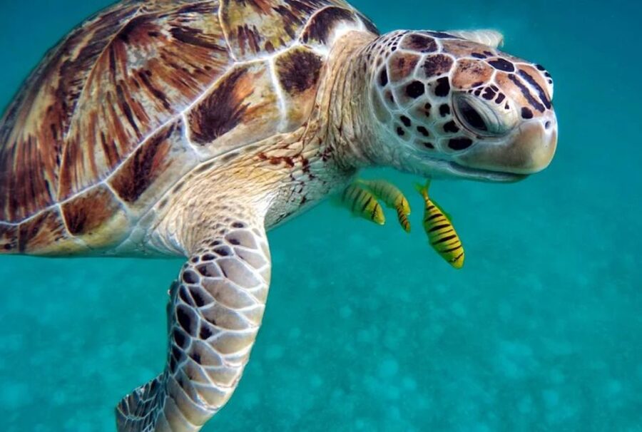 San Domino, Tremiti: guided snorkeling tour - Why this small Tremiti outing is worth considering