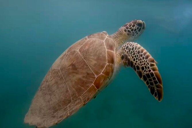 San Juan Guided Snorkel With Turtles Tour and Videos - Turtles, fish, and the limits of a wildlife promise