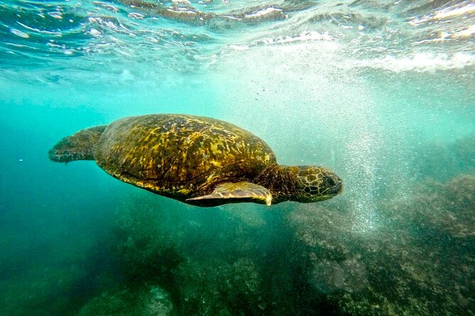 San Juan Guided Snorkel With Turtles Tour and Videos - Why the GoPro video adds real value
