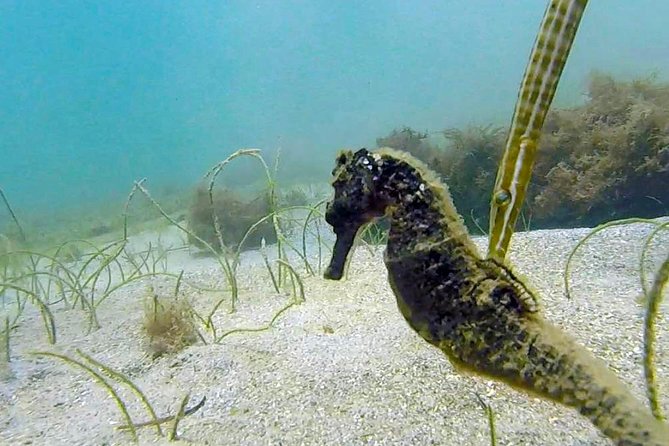 San Juan Guided Snorkel With Turtles Tour and Videos - Is $42.30 a fair price?