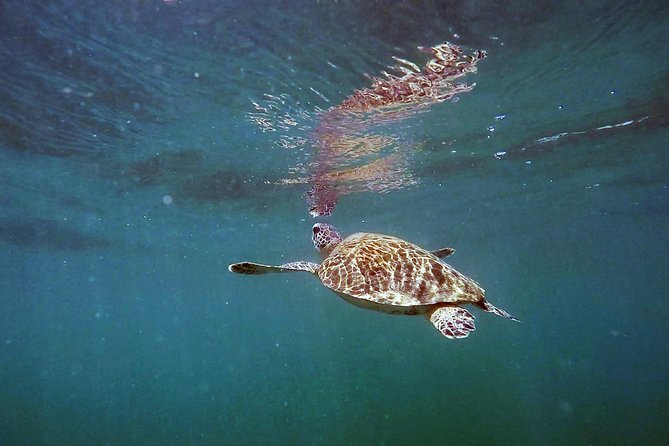 San Juan Guided Snorkel With Turtles Tour and Videos - Who will enjoy this most