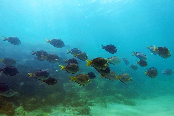 San Juan Guided Snorkel With Turtles Tour and Videos - Timing, cancellations, and practical planning