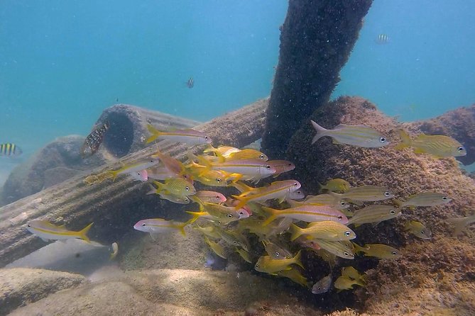 San Juan Guided Snorkel With Turtles Tour and Videos - The main strengths and weaknesses