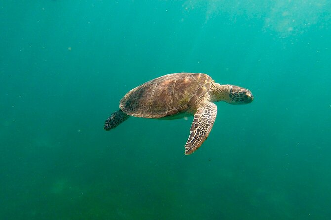 San Juan: Snorkeling with Turtles Adventure and Free Videos - Key things to know before you book