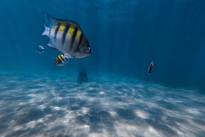 San Juan: Snorkeling with Turtles Adventure and Free Videos - Free videos and what they add