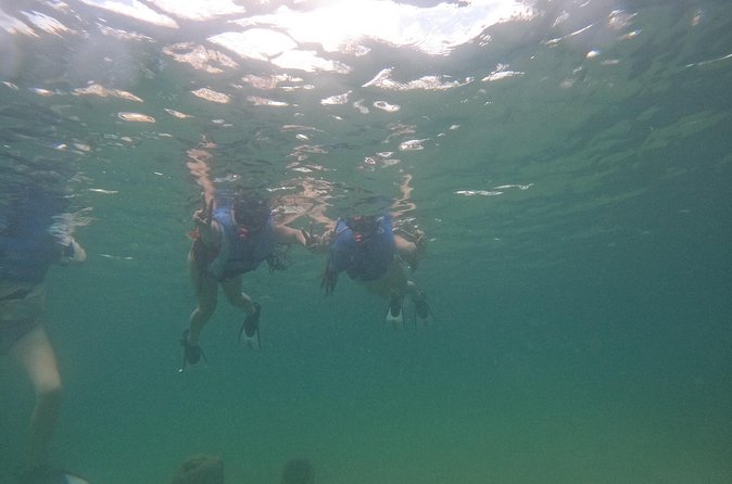 San Juan Turtle Spotting Snorkel Adventure with Videos - Is $50 a fair price?