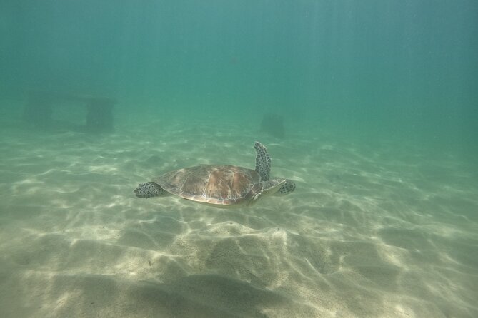 San Juan Turtle Spotting Snorkel Adventure with Videos - Who will enjoy this most