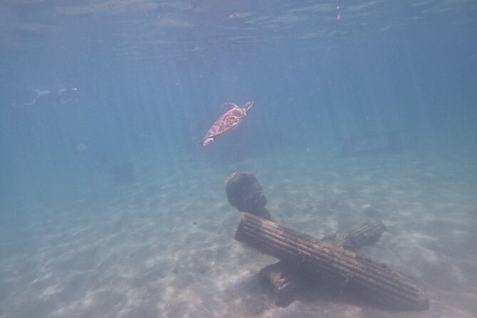 San Juan Turtle Spotting Snorkel Adventure with Videos - The guides are a major part of the value
