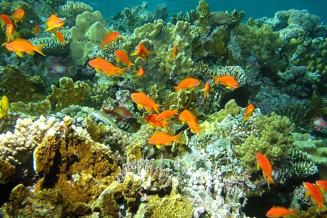 Santa Maria and Chileno Bay Snorkel Adventure Los Cabos - Weather and Water Conditions Matter