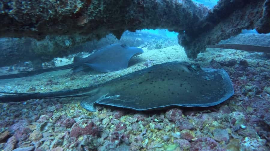 Santa Maria: Guided Snorkeling and Reef Tour - How the guides handle safety