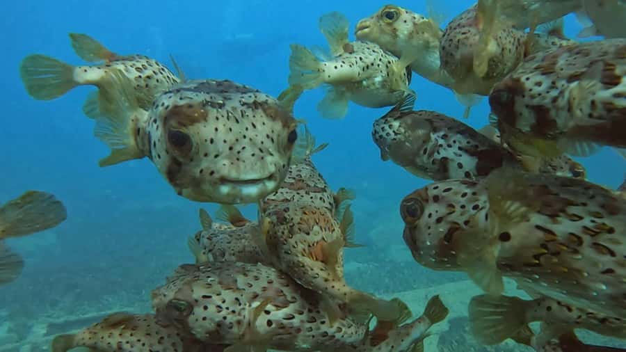 Santa Maria: Guided Snorkeling and Reef Tour - The Zodiac ride and the practical trade-offs