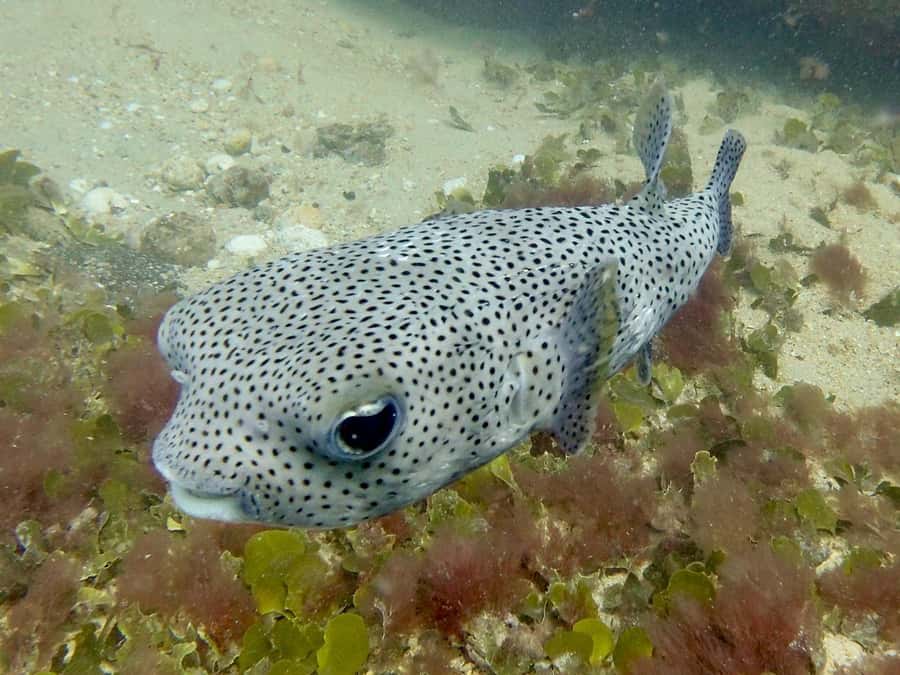 Santa Maria: Guided Snorkeling and Reef Tour - Should you book it?