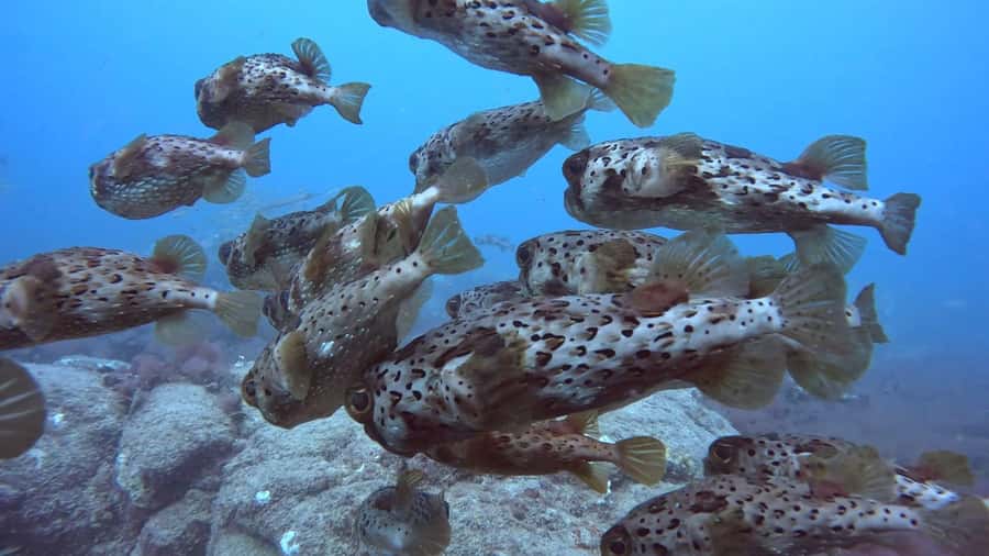 Santa Maria: Guided Snorkeling and Reef Tour - FAQ