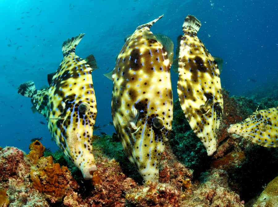 Santa Maria: Guided Snorkeling and Reef Tour - What the water time is really like