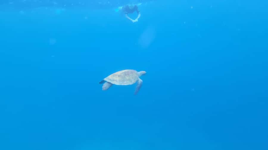 Santa Maria: Snorkeling Boat Tour - Key points to know before booking