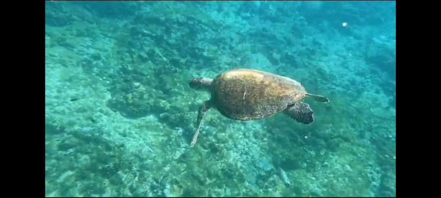 Santa Maria: Snorkeling Boat Tour - What the wreck and reef feel like in the water